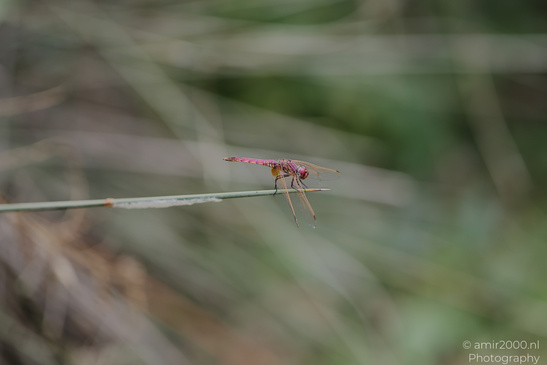 Dragonfly_Perched_On_Reed_Insect_Macro_Macro_Photography_Canon_EOS_R5_Mark_II_2026_006.JPG