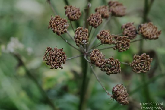 Dried_Flower_Heads_Flora_Photography_Macro_Photography_Canon_EOS_R5_Mark_II_2026_001.JPG
