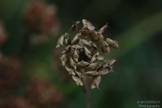 Dried_Flower_Heads_Flora_Photography_Macro_Photography_Canon_EOS_R5_Mark_II_2026_002.JPG