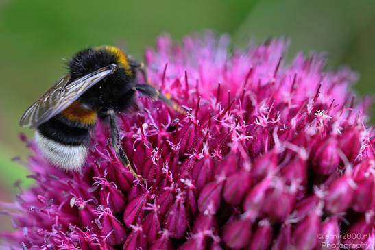 Drumstick_Allium_And_Pollinators_Flower_Photography_Macro_Photography_Canon_EOS_R5_Mark_II_2026_001.JPG