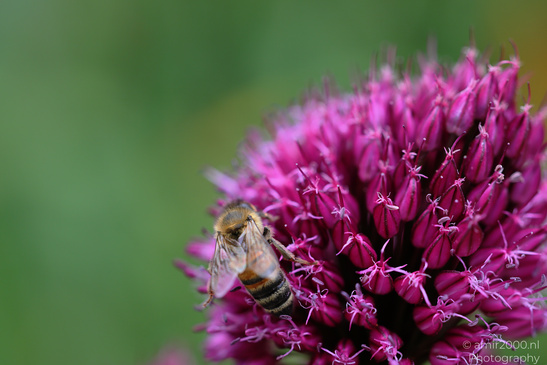 Drumstick_Allium_And_Pollinators_Flower_Photography_Macro_Photography_Canon_EOS_R5_Mark_II_2026_002.JPG