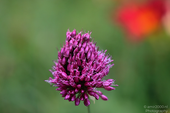 Drumstick_Allium_And_Pollinators_Flower_Photography_Macro_Photography_Canon_EOS_R5_Mark_II_2026_003.JPG