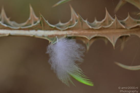 Feather_On_Thorns_Botanical_Photography_Macro_Photography_Canon_EOS_R5_Mark_II_2026_001.JPG