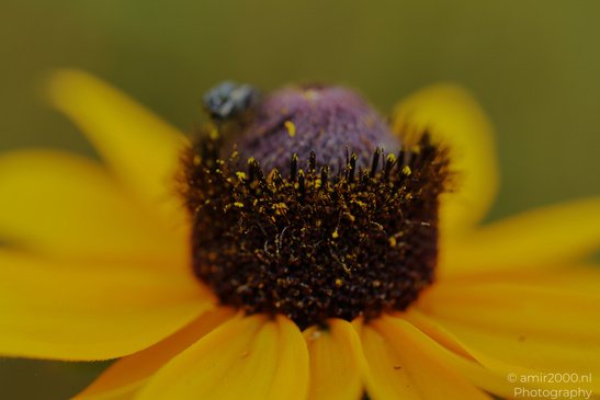 Fly_On_Black_Eyed_Susan_Flower_Insect_Macro_Macro_Photography_Canon_EOS_R5_Mark_II_2026_001.JPG