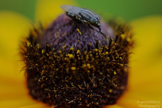 Fly_On_Black_Eyed_Susan_Flower_Insect_Macro_Macro_Photography_Canon_EOS_R5_Mark_II_2026_002.JPG