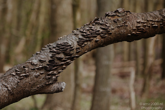 A close up of a tree branch with peeling bark and small fungi growing on it, set against a - image from year 2026 #001