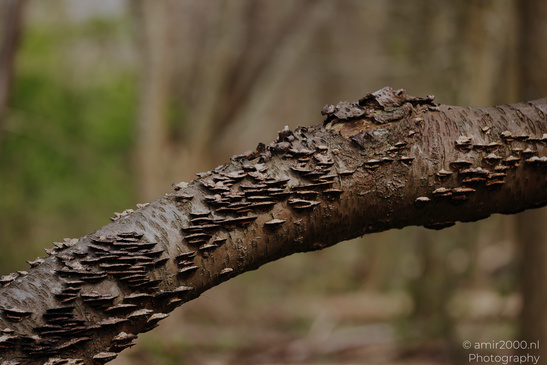 A close up of a tree branch with peeling bark and small fungi growing on it, set against a - image from year 2026 #002
