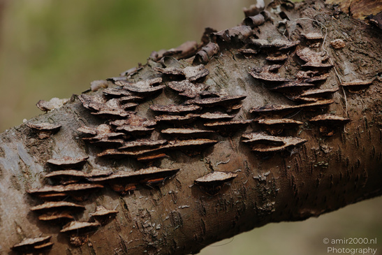 A close up of a tree trunk with numerous flat, layered fungi growing on its surface in - image from year 2026 #003