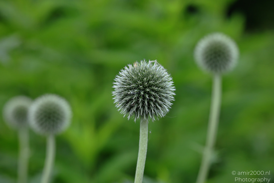 Globe_Thistle_Flora_Photography_Macro_Photography_Canon_EOS_R5_Mark_II_2026_001.JPG