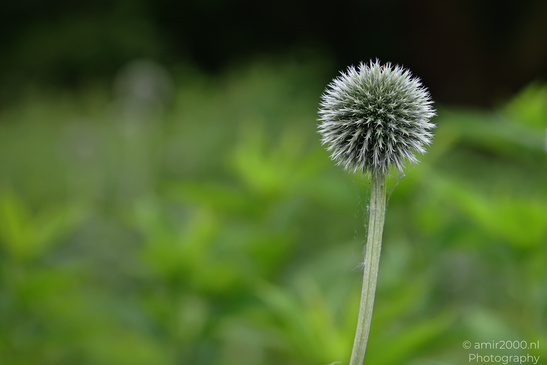 Globe_Thistle_Flora_Photography_Macro_Photography_Canon_EOS_R5_Mark_II_2026_002.JPG