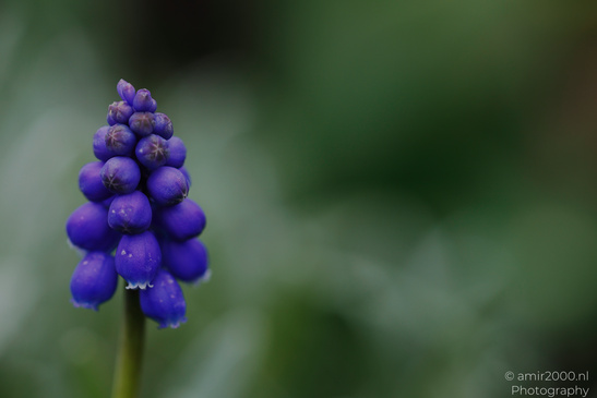 A close up of a grape hyacinth flower with droplets of water on its petals. - image from year 2026 #001