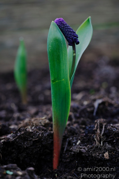 A grape hyacintha wave splash rising from the water. - image from year 2026 #002