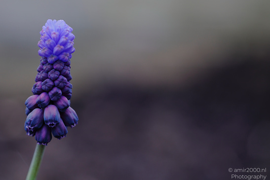 A close up of a grape hyacinth flower with a dark background. - image from year 2026 #003