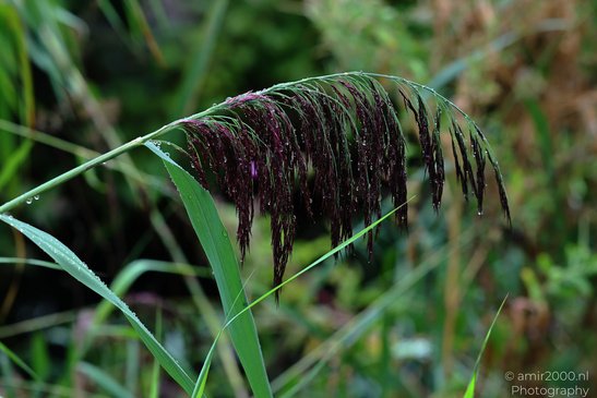 A close up of a purple grass plant with dew drops on its leaves. - image from year 2026 #001