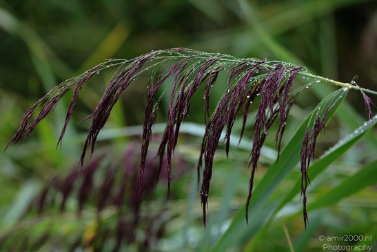 A close up of purple grass with water droplets, highlighting the texture and color. - image from year 2026 #002