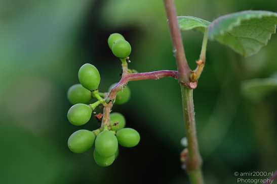Green_Grape_Bunch_Flora_Photography_Macro_Photography_Canon_EOS_R5_Mark_II_2026_001.JPG
