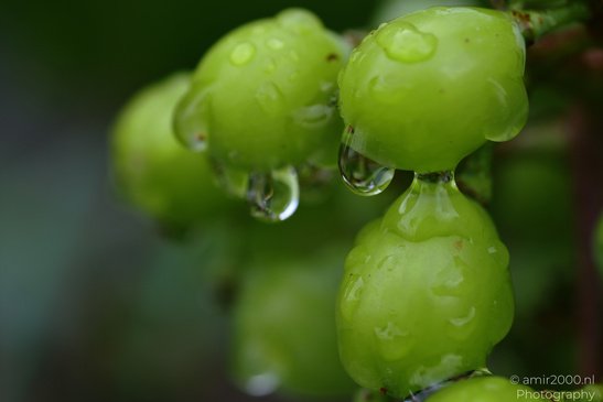 Green_Grapes_With_Rain_Drops_Flora_Photography_Macro_Photography_Canon_EOS_R5_Mark_II_2026_001.JPG