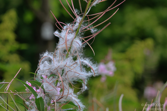 Hibiscus_Seed_Pods_Flora_Photography_Macro_Photography_Canon_EOS_R5_Mark_II_2026_001.JPG