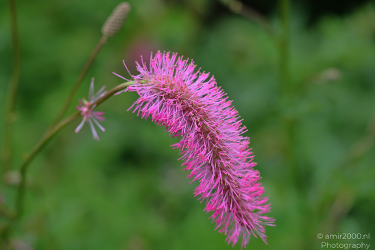 Japanese_Burnet_Pink_Flower_Photography_Macro_Photography_Canon_EOS_R5_Mark_II_2026_001.JPG