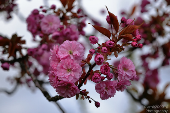 A branch with clusters of pink blossoms and some unopened buds, set against a blurred background - image from year 2026 #001