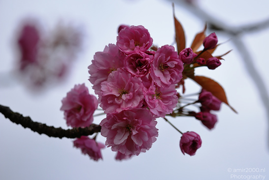 A branch of Japanese Cherry blossoms with pink flowers and buds. - image from year 2026 #002