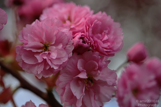 Pink flowers with a blurred background, typical of cherry blossoms. - image from year 2026 #003