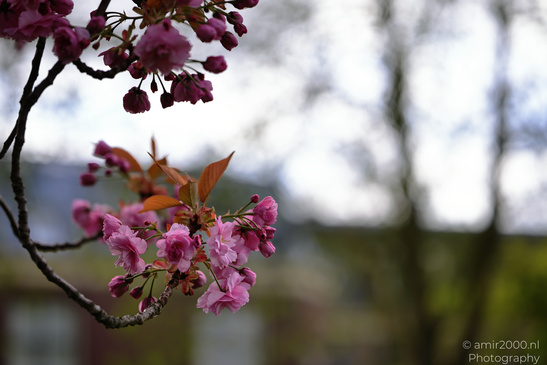 A branch of Japanese Cherry blossoms with vibrant pink flowers. - image from year 2026 #004