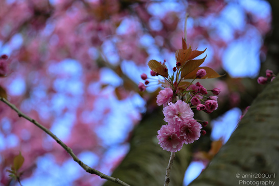 A branch of cherry blossoms with pink flowers and green leaves. - image from year 2026 #005