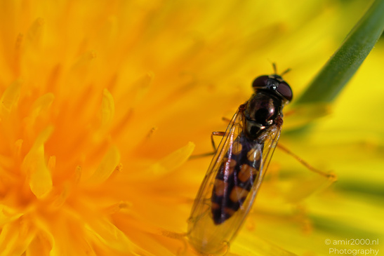 A close up of a hover flies on a yellow flower. - image from year 2026 #001