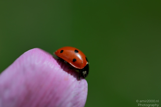 A ladybug is perched on the edge of a pink flower petal against a green background in Insect - image from year 2026 #001