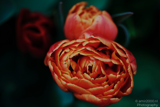 A close up of a vibrant orange rose with intricate petal details. - image from year 2026 #001
