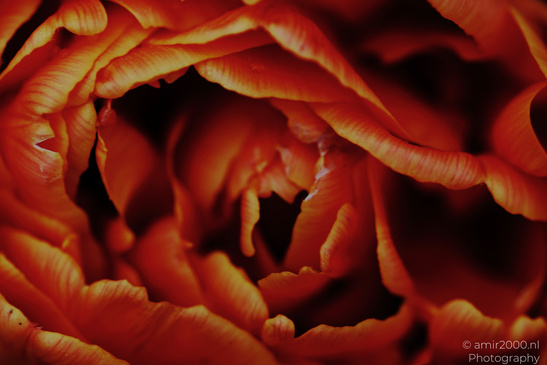 A close up of a flower with elongated petals in an orange hue. - image from year 2026 #002