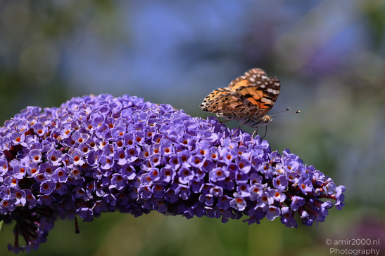 Painted_Lady_Butterfly_On_Butterfly_Bush_Insect_Macro_Macro_Photography_Canon_EOS_R5_Mark_II_2026_002.JPG