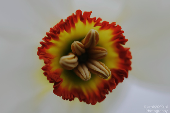 Poet Narcissus Center shows fine texture in close view. - image from year 2026 #001