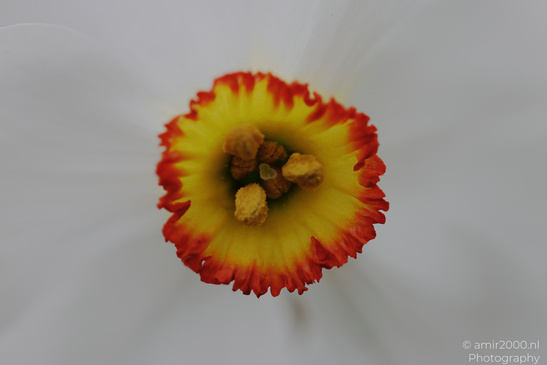 A close up of a vibrant orange and yellow flower with a central cluster of stamens. - image from year 2026 #002