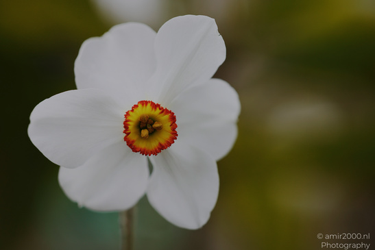 A close up of a white flower with a yellow center and three petals in focus. - image from year 2026 #003
