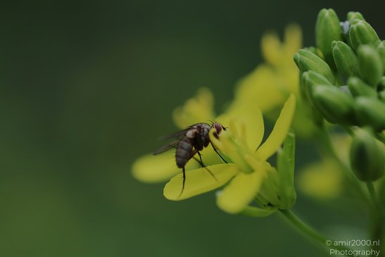 Pollinating_Insects_On_Yellow_Mustard_Flowers_Insect_Macro_Macro_Photography_Canon_EOS_R5_Mark_II_2026_001.JPG