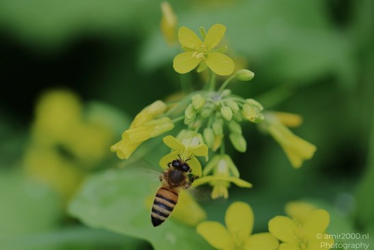 Pollinating_Insects_On_Yellow_Mustard_Flowers_Insect_Macro_Macro_Photography_Canon_EOS_R5_Mark_II_2026_002.JPG
