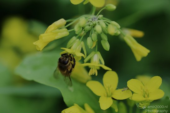 Pollinating_Insects_On_Yellow_Mustard_Flowers_Insect_Macro_Macro_Photography_Canon_EOS_R5_Mark_II_2026_003.JPG