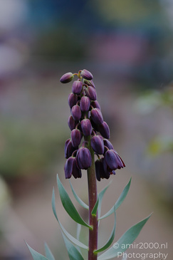 A close up of a purple bellflower bud cluster with delicate petals and a slender stem. - image from year 2026 #001