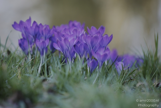 Purple crocus flowers peeking through green grass in a garden setting. - image from year 2026 #001