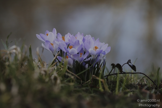 Purple crocus flowers in a grassy field. - image from year 2026 #002