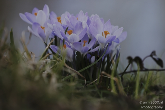 Purple crocus flowers in a garden with green grass. - image from year 2026 #003