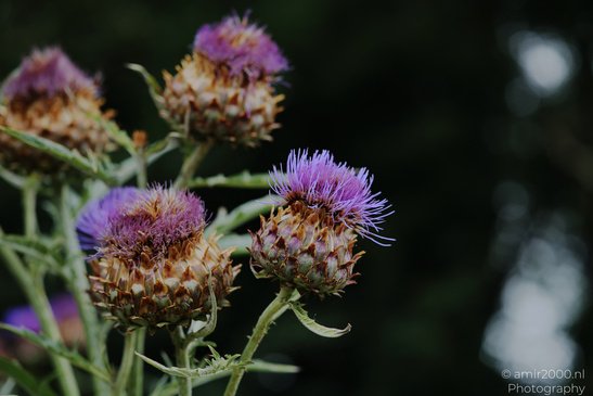 Purple_Thistle_Blooms_Flower_Photography_Macro_Photography_Canon_EOS_R5_Mark_II_2026_001.JPG
