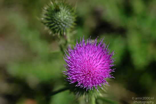 Purple_Thistle_Flower_Flower_Photography_Macro_Photography_Canon_EOS_R5_Mark_II_2026_001.JPG