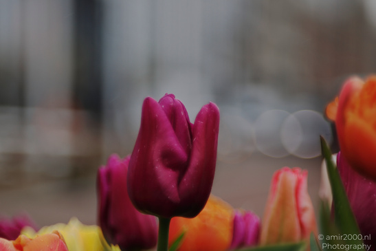 A close up of a purple tulip bud with water droplets on its petals. - image from year 2026 #001