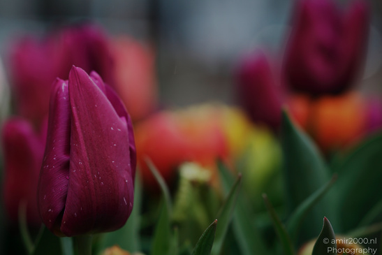 Purple Tulip Bud has close color detail and fine texture. - image from year 2026 #002