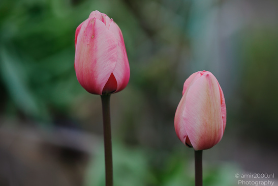 Two pink tulips in a garden setting with greenery. - image from year 2026 #003