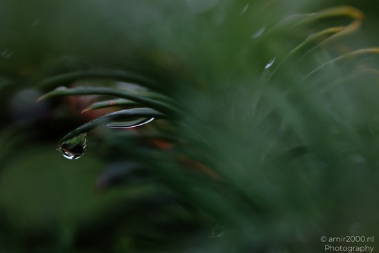 A raindrop clings to a curved green leaf against a dark blurred background. - image from year 2026 #001