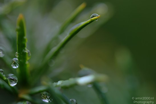 A close up of a green plant with water droplets on its leaves and tips. - image from year 2026 #002